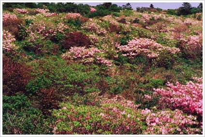 세석평전의 철쭉